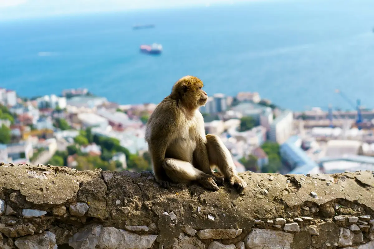 Et besøg i Gibraltar er en god udflugt på en ferie i Malaga