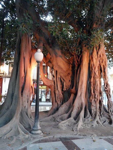 Rundt omkring i Alicantes centrum kan du se de imponerende store gummitræer - fotograferet af Lewis Bingle