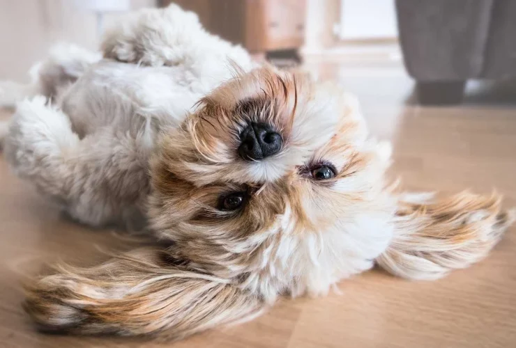 5 skønne ophold på Sydfyn med hund