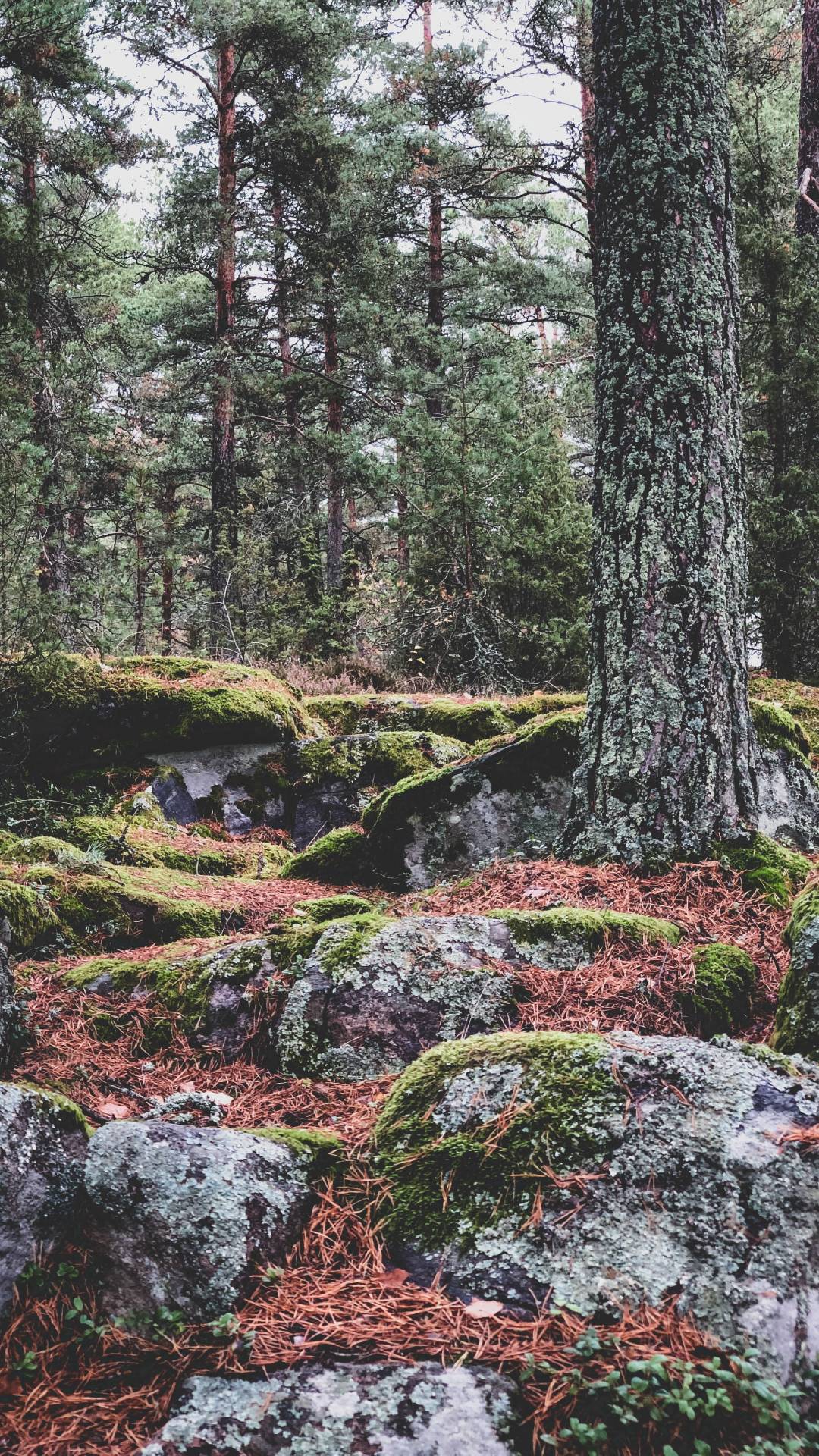 Oplev naturen i Sverige