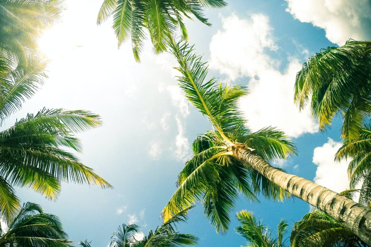 Hold en varm ferie et sted med palmer