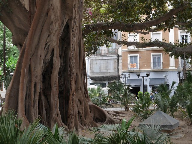 Alicantes gummitræer er omkring 100 år gamle - fotograferet af Edwin Wisse