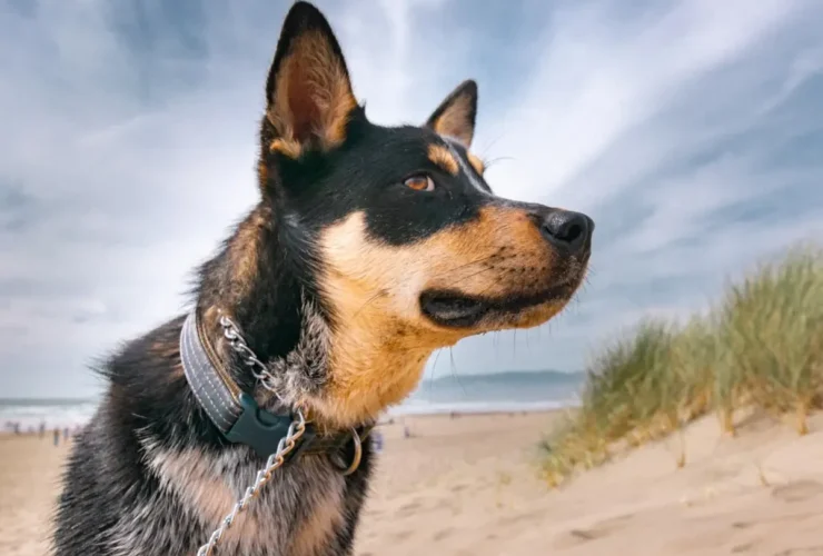 19 sommerhuse langs Vesterhavet hvor din hund må komme med