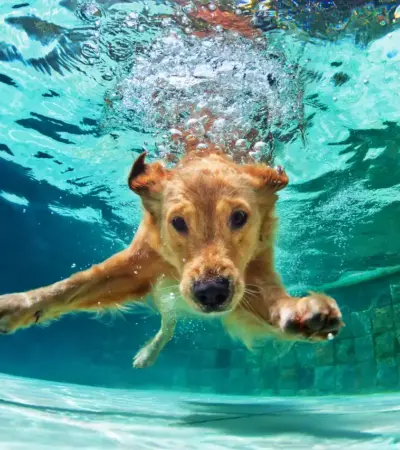 Tag hunden med på spaophold hos 15 fantastiske hoteller