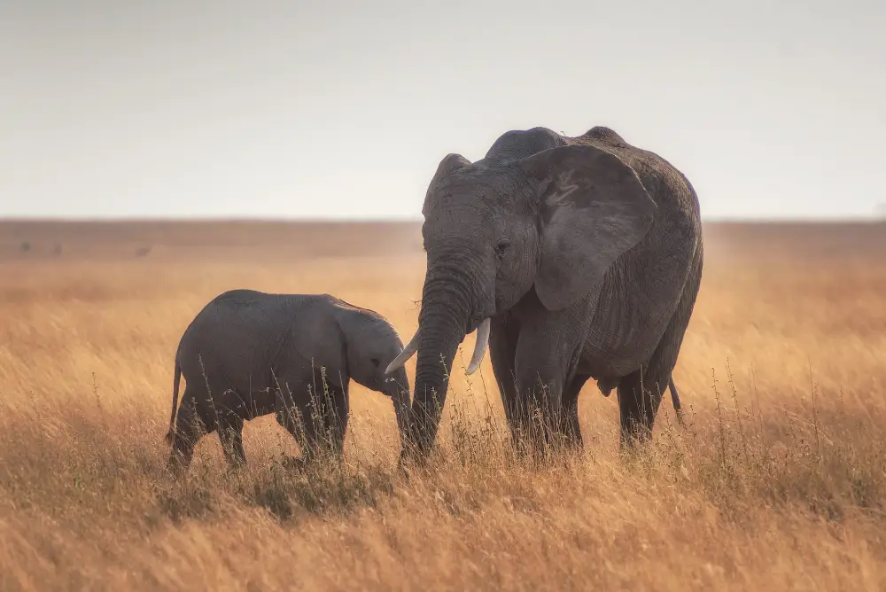 Februar er perfekt til safari i Tanzania
