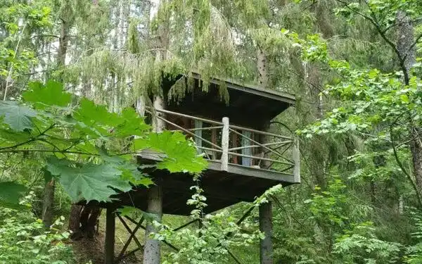 Trætophytte i Värmlands skov